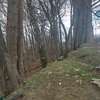 Urząd Miasta Górowo Iławeckie usunął złamane drzewo z cmentarza po 6 tygodniach